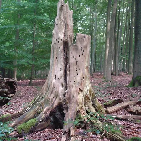 アパート Haus Eifelinchen