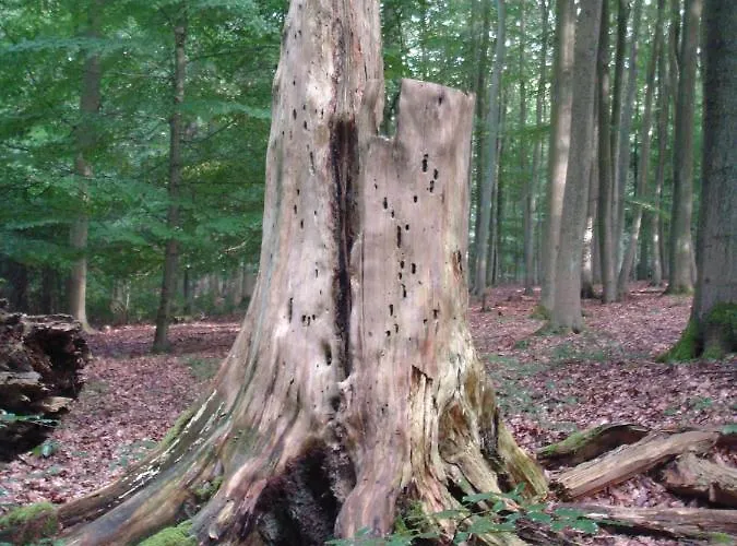 Apartamento Haus Eifelinchen